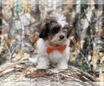 Small #5 ShihPoo