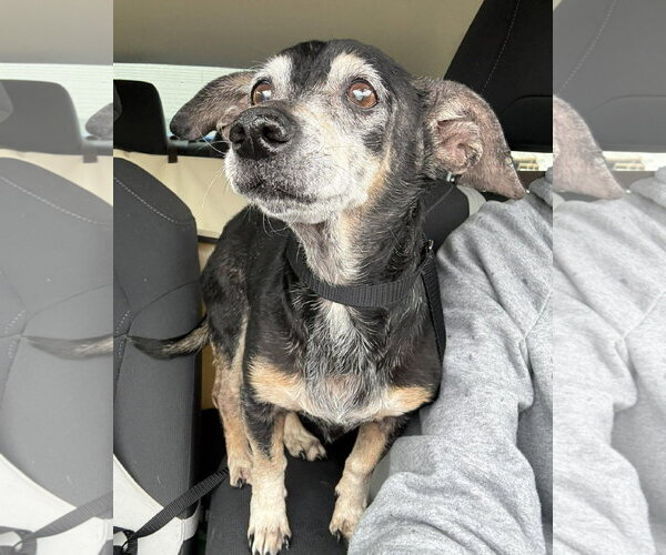 Medium Photo #19 Chiweenie Puppy For Sale in Boonton, NJ, USA