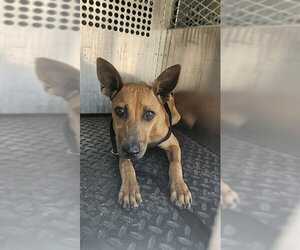 Rhodesian Ridgeback Dogs for adoption in Rancho Cucamonga, CA, USA