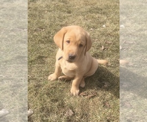 Labrador Retriever Puppy for sale in SACRED HEART, MN, USA