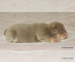 Small #6 Bulldog