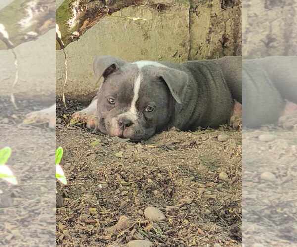 Medium Photo #19 American Bully Puppy For Sale in OLYMPIA, WA, USA