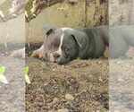 Small Photo #19 American Bully Puppy For Sale in OLYMPIA, WA, USA
