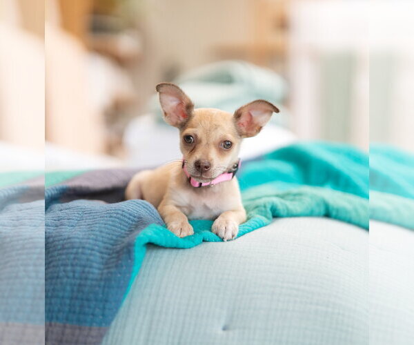 Medium Photo #4 Chihuahua-Unknown Mix Puppy For Sale in Marina Del Rey, CA, USA