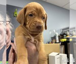 Small Beagle-Retriever  Mix
