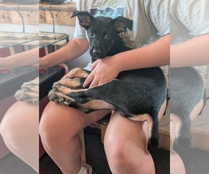 Mutt Dogs for adoption in Holly Springs, NC, USA