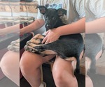 Small Mutt