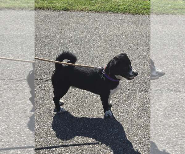 Medium Photo #3 Mutt Puppy For Sale in Rustburg, VA, USA