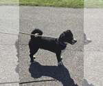 Small #2 Mutt