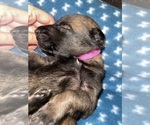 Small Photo #237 Belgian Malinois Puppy For Sale in REESEVILLE, WI, USA
