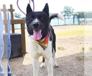 Akita Dogs for adoption in San Antonio, TX, USA