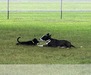 Potter (Harry Potter Litter) - Male Labrador Retriever-Unknown Mix Dog for Adoption - Photo #4