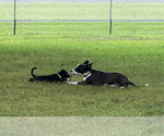 Small Photo #4 Labrador Retriever-Unknown Mix Puppy For Sale in Holly Springs, NC, USA