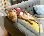 Small #1 American Staffordshire Terrier Mix