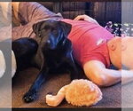 Small #2 Labrador Retriever Mix