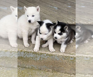 Siberian Husky Puppy for sale in TIFFIN, OH, USA