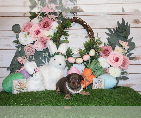 Medium Photo #37 Chihuahua Puppy For Sale in CHARLESTON, AR, USA