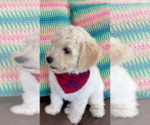 Small Photo #2 F2 Aussiedoodle Puppy For Sale in PENSACOLA, FL, USA