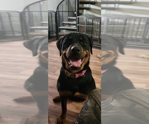 Rottweiler Puppy for sale in OLIVE BRANCH, MS, USA