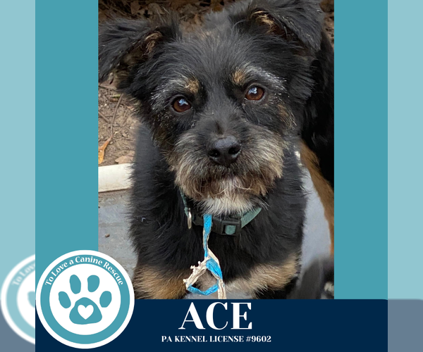 Medium Photo #3 Mutt Puppy For Sale in Kimberton, PA, USA