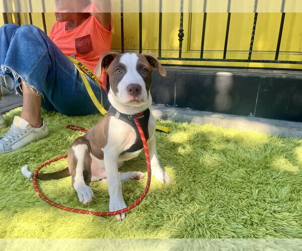 Medium Photo #17 American Pit Bull Terrier-Unknown Mix Puppy For Sale in New York, NY, USA