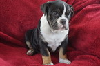 Small Photo #1 Olde English Bulldogge Puppy For Sale in BATH, PA, USA