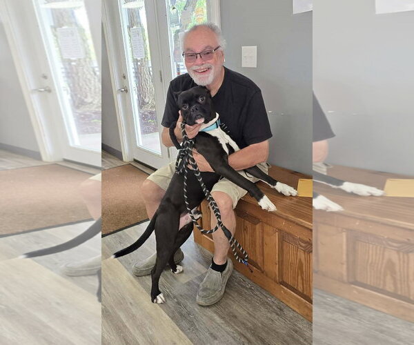 Medium Photo #2 Boxer Puppy For Sale in Burnsville, MN, USA