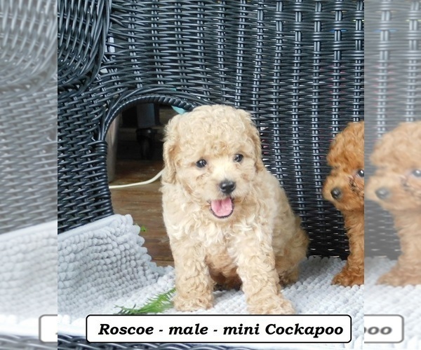 Medium Photo #3 Cock-A-Poo Puppy For Sale in CLARKRANGE, TN, USA