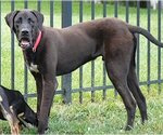 Small Photo #6 Great Dane-Labrador Retriever Mix Puppy For Sale in Mount Airy, NC, USA