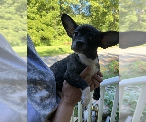 Medium Photo #13 French Bullhuahua Puppy For Sale in SPRAGGS, PA, USA