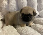 Small Photo #8 Pug Puppy For Sale in ZEBULON, NC, USA