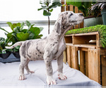 Small #17 Great Dane
