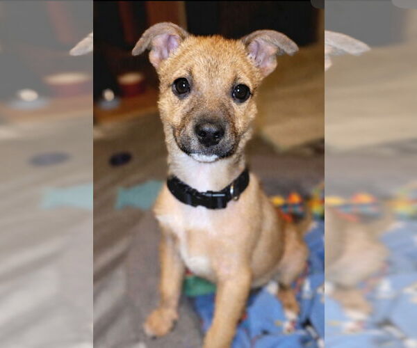 Medium Photo #4 Mutt Puppy For Sale in Laramie, WY, USA