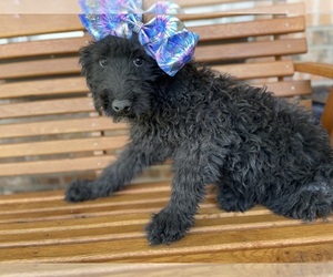 Airedoodle Puppy for sale in BEECH GROVE, IN, USA