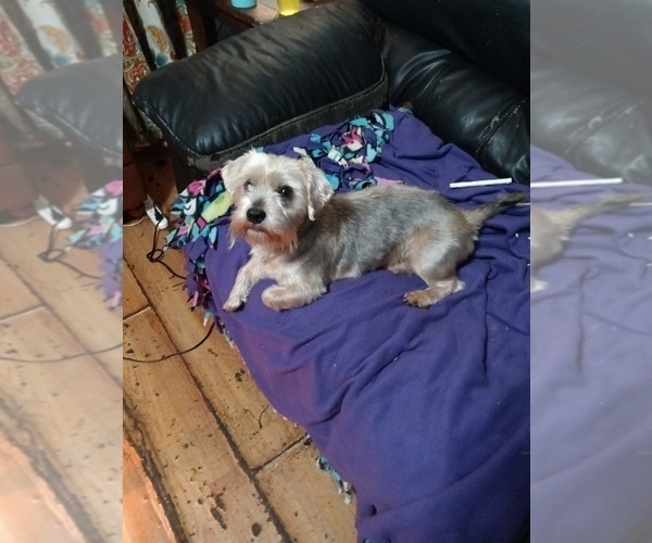 Medium Photo #2 Yorkshire Terrier Puppy For Sale in JOHNSTOWN, PA, USA