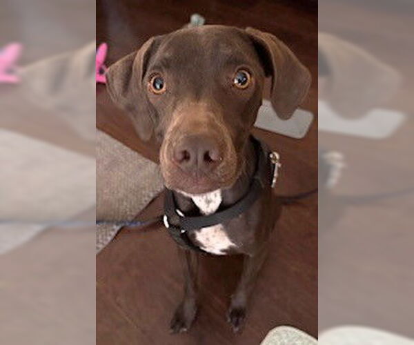 Medium Photo #5 Mutt Puppy For Sale in Boonton, NJ, USA