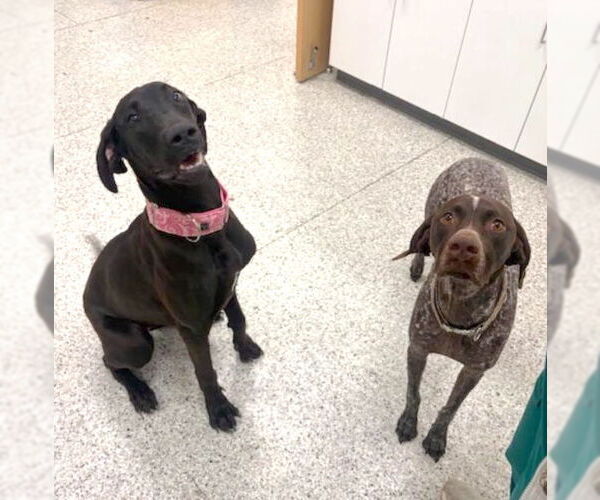 Medium Photo #5 Great Dane Puppy For Sale in Huntersville, NC, USA