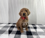 Small #2 Goldendoodle