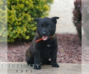 Belgian Malinois Puppy for sale in HONEY BROOK, PA, USA