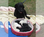 Small Photo #10 Labrador Retriever Puppy For Sale in ORANGE, MA, USA