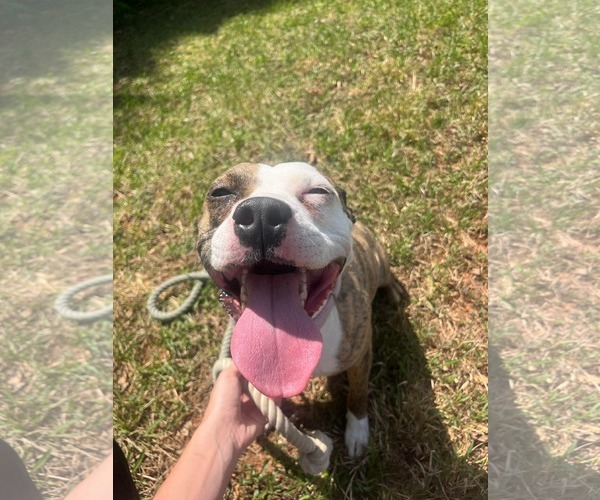 Medium Photo #2 Mutt Puppy For Sale in Rustburg, VA, USA