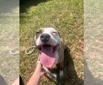 Small #1 Mutt