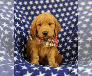 Goldendoodle (Miniature) Puppy for sale in CHRISTIANA, PA, USA