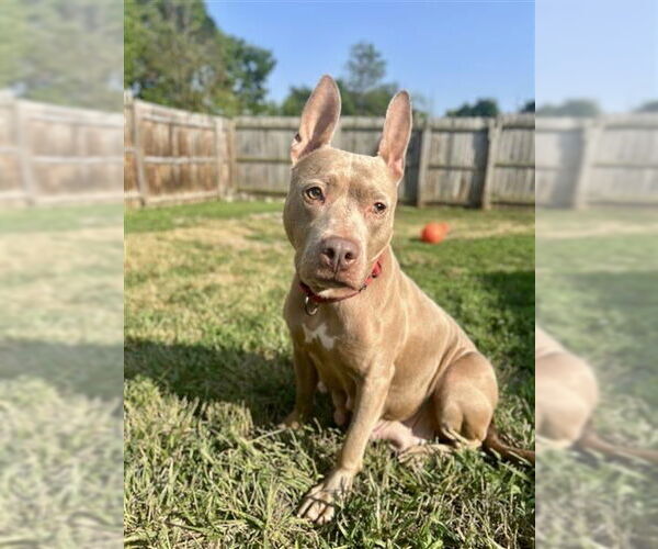 Medium Photo #6 American Pit Bull Terrier Puppy For Sale in Gloversville, NY, USA