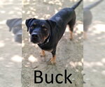 Small #6 Black Mouth Cur-Rottweiler Mix