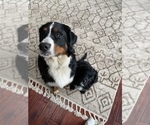 Small Photo #1 Bernedoodle-Bernese Mountain Dog Mix Puppy For Sale in LONG GROVE, IA, USA