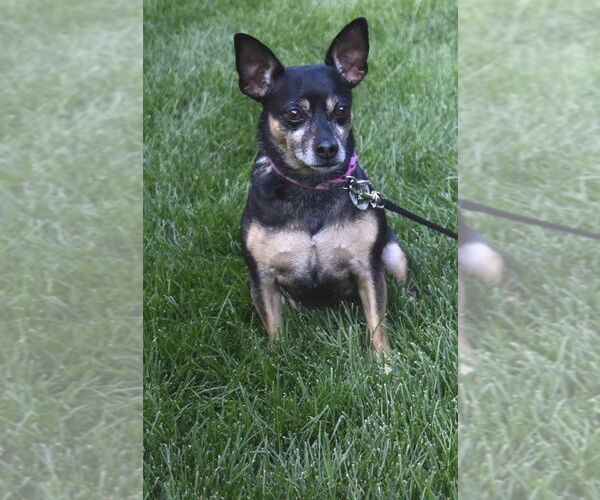 Medium Photo #1 American Rat Pinscher Puppy For Sale in Princeton, MN, USA