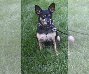 American Rat Pinscher Dogs for adoption in Princeton, MN, USA