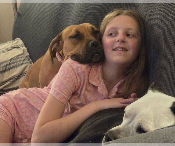 Medium Photo #11 Boxer-Unknown Mix Puppy For Sale in Germantown, OH, USA