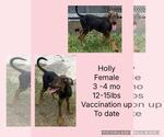 Small #8 Australian Shepherd-Doberman Pinscher Mix